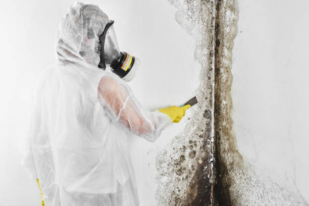 Best Health and Safety Mold Remediation in Spanish Fork, UT