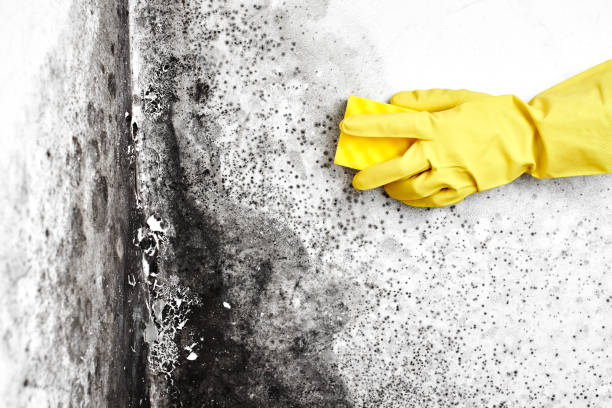 Best Residential Mold Remediation in Spanish Fork, UT