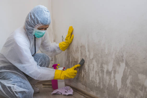 Best White Mold Remediation in Spanish Fork, UT