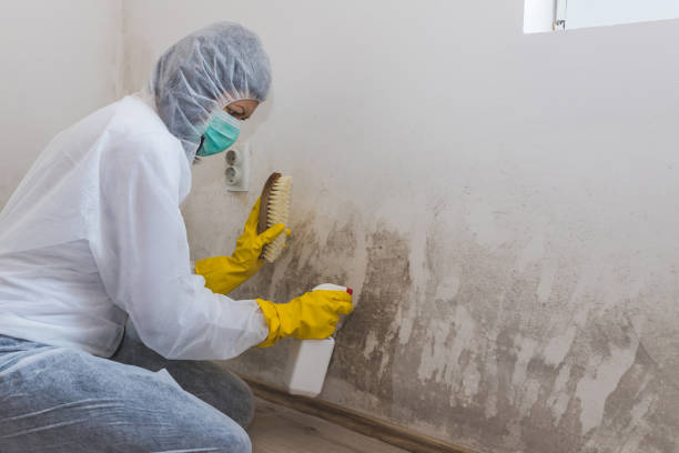 Trusted Spanish Fork, UT Mold Remediation Experts