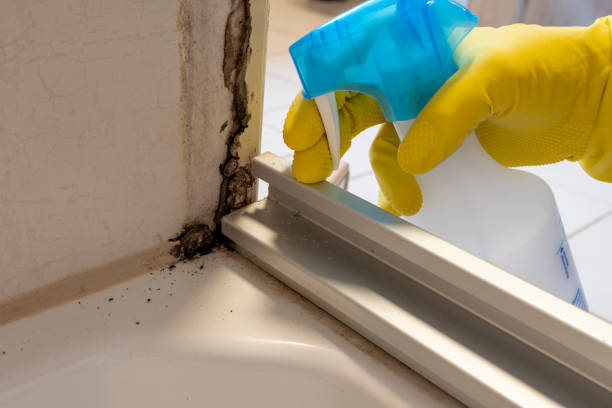 Best Black Mold Remediation in Spanish Fork, UT