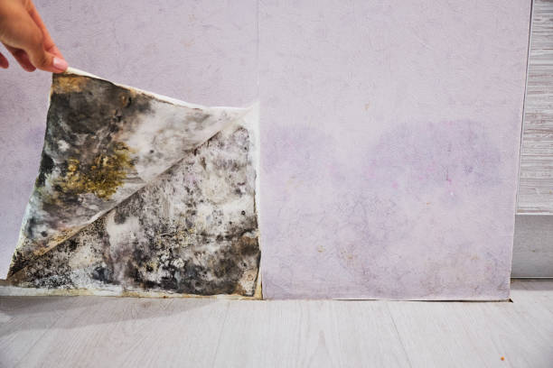 Best Post-Flood Mold Remediation in Spanish Fork, UT